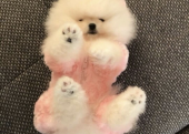 Boo Pomeranian teddy bear bebeklerimiz